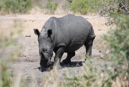 Breitmaulnashorn
